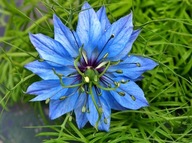 Czarnuszka Damasceńska nasiona