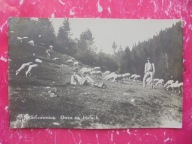 SZCZAWNICA KROŚCIENKO NOWY TARG NOWY SĄCZ OWCE NA HALACH PANORAMA 1923 RRRR