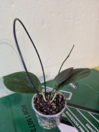 HOJA HOYA sp. Papua