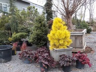 ZŁOTA KRÓLOWA, OŚLEPIAJĄCA Sosna wydmowa 'Chief Joseph' NA WYSOKIM PNIU