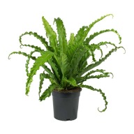 Asplenium antiquum 'Osaka' Paproć Gniazdowa SADZONKA 55 cm