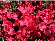 RODDENDRON azalia japońska,,PURPURKISSEN'' ognisty akcent ogrodu