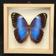 Motyl w gablotce Morpho Helenor Violaceus