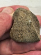 Skamieniałe koralowce algi glony agaty muszlowe