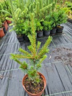 Sosna drobnokwiatowa Pinus parviflora 'Cleary' NA BIG BONSAI