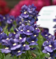 Nemezja ROŚLINA ZWISAJĄCA Nemesia Nesia Denim