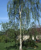 Brzoza pospolita OSKOŁA Ładna Sadzonka