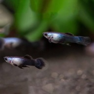 Gupik Endlera Panda PARA