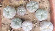 KAKTUSY. Lophophora williamsii huizache