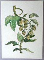 POCZTÓWKA - HALINA MISSUNOWA - CHMIEL - grafika autorska, lata 60-te