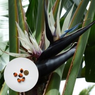 Strelitzia nicolai – strelicja biała (Rajski Ptak) | 5 nasion + instrukcja