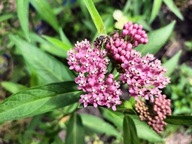 TROJEŚĆ KRWISTA roślina miododajna (10szt)