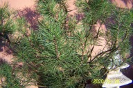 Sosna górska mini szczepiona ML krzewiasta inna czarna