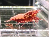 Krewetki Caridina Red BOA !!!