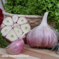 CZOSNEK HARNAŚ 30 główek ZIMOWY DO SADZENIA JEDZENIA PL powyżej 6 cm
