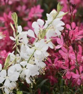 Gaura Steffi White