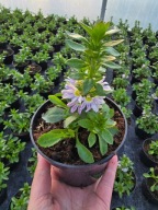 Scewola wachlarzowata Lavender, sadzonka