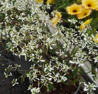 Wilczomlecz Euphorbia LOREEN WHITE GIPSÓWKA BALKONOWA