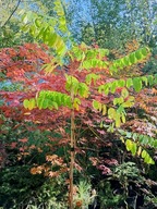 Akacja biała szczepiona karłowa brzoza lipa kasztan wiśnia jabłoń inna