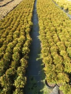 Tuja Danica c2 thuja kilka