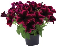 Petunia grandiflora Go!Tunia Cosmic Purple