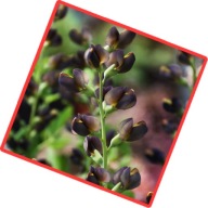 Baptisia "Dark Chicolate, unikatowa bylina, 2L