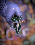 Labisia Pumila Type2 Dark Roślina Terrarium Unikat ArkOfPlants