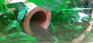 Grota dla glonojada drewniana śr.38 mm do akwarium