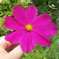 ONĘTEK KOSMOS RÓŻOWY sensation dazzler SADZONKA z golum korzeniem 100 szt