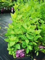 Floks wiechowaty FLAME PURPLE EYE sadzonka