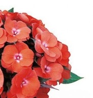 Niecierpek IMPATIENS NG Amoya KWIATY DO PÓŁCIENIA