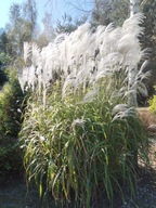 Trawa ozodobna Miskant MEMORY śnieżnobiała gwiazda