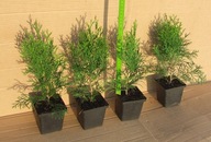 Pakiet 25 szt. Tuja szmaragd w donicy P9 thuja smaragd 15-25 cm NAJTANIEJ