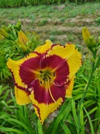 Liliowiec PUNXATAWNEY PHIL- żółte z czerwonym centrum wielkie kwiaty