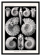 PIĘKNY PLAKAT DO ŁAZIENKI, AMONITY reprint vintage