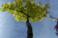 Klon żółty liść aurea 400cm kulisty szczepiony okaz inny