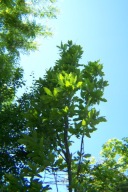 Dąb szypułkowy 20 letni okaz kolumnowy buk klon platan wiąz miłorząb inny
