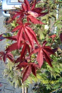 Klon Dai czerwony jesienią japoński palmowy inny