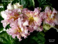 Fiołek afrykański @cięty liść @ LE-Zloto Skifov @ standard