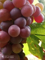 WINOROŚL Sadzonki winogron-SWENSON RED -deserowa wyśmienita na nasz klimat