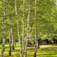 BRZOZA BRODAWKOWATA SADZONKA W POJEMNIKU 40 CM wieloletnia mrozoodporna