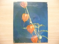 Stenia Kozłowska, Zbigniew Wodecki (pocztówka)