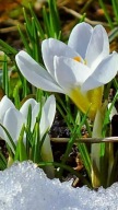 KROKUS WIELKOKWIATOWY BIAŁY SADZONKA W POJEMNIKU P9 PIERWSZY KWIAT WIOSNY