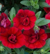 Calibrachoa M.Fam. Uno Double Red ZWISAJĄCE KWIATY DO SKRZYNEK