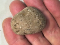 Skamieniałe koralowce algi glony