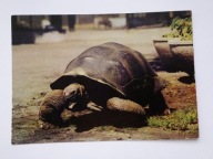 ZOO w Poznaniu - żółw olbrzymi - pocztówka z 1968 r