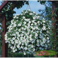Surfinia White Biała DŁUGA