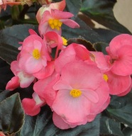 Begonia Big Rose with Bronze Leaf RÓŻOWE KWIATY CZERWONE LIŚCIE