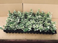 Trzmielina biała 5-12 cm Emerald Gaiety sadzonki dobrze ukorzenione