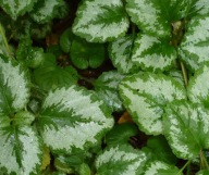 Jasnota Gajowiec Miododajna Anty-Komar Sadzonka P9